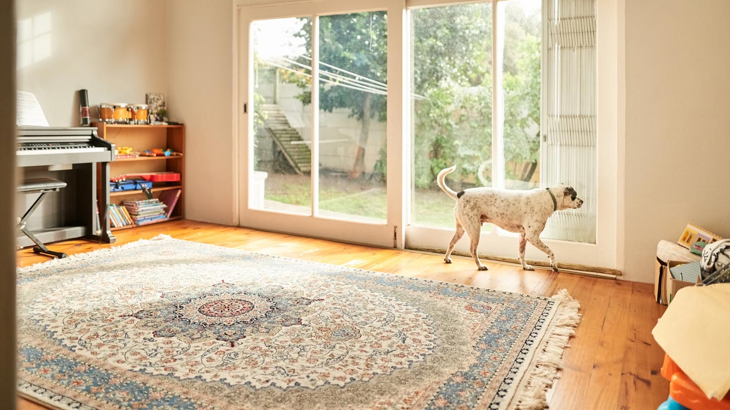 A rug in the living room while a dog is looking out the window