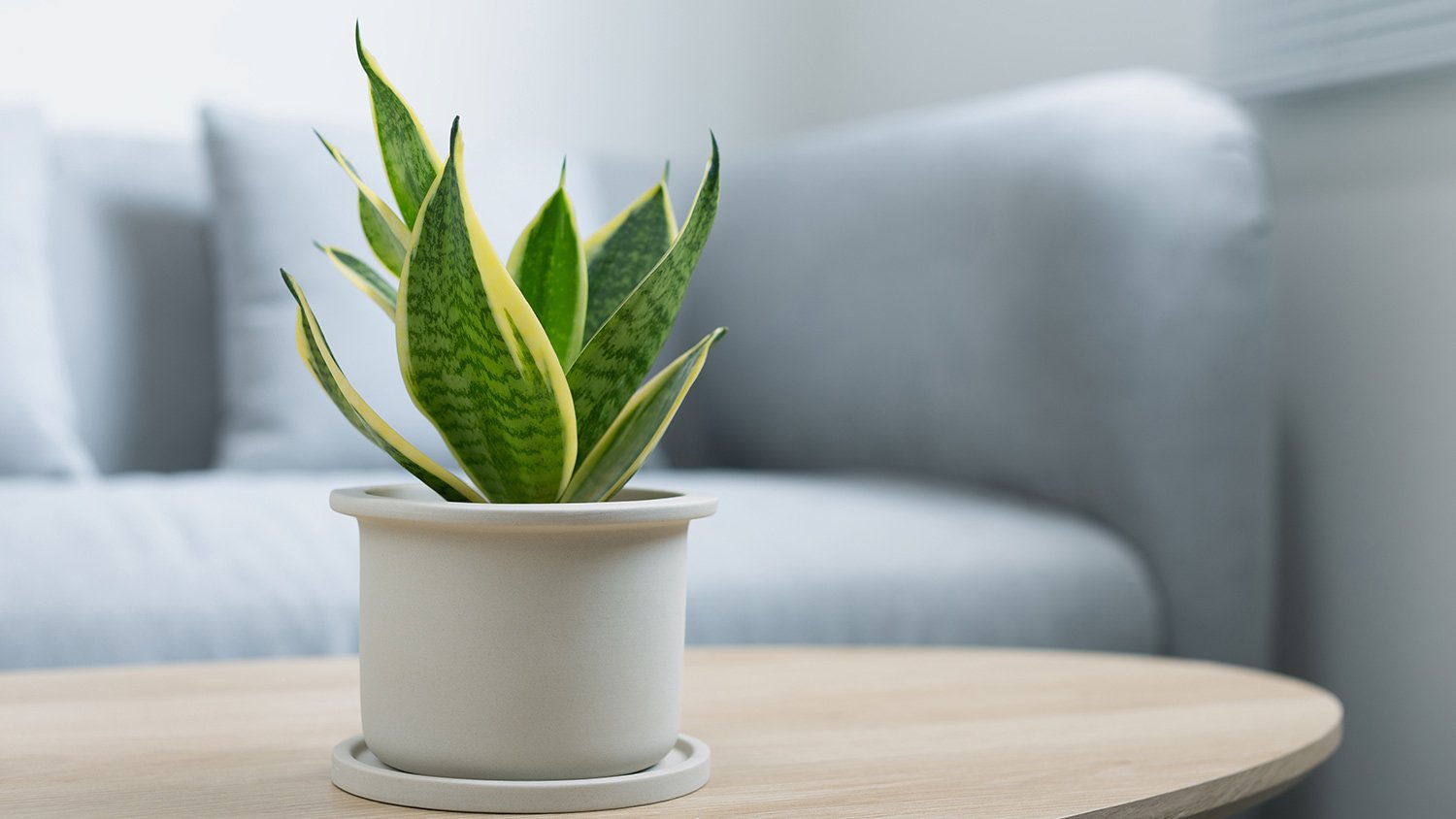 Living room table snake plant