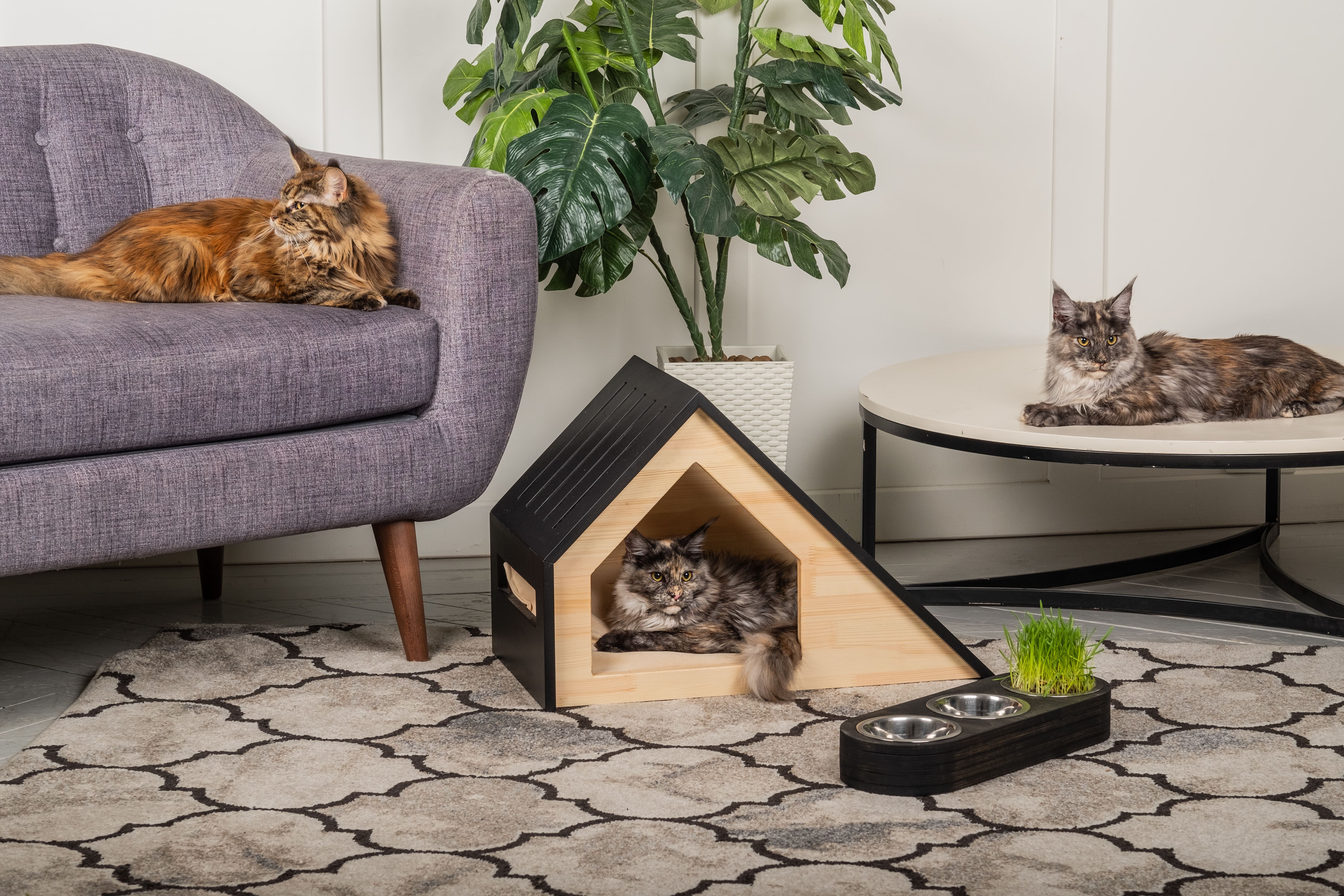 Three cats lounging on assorted furniture