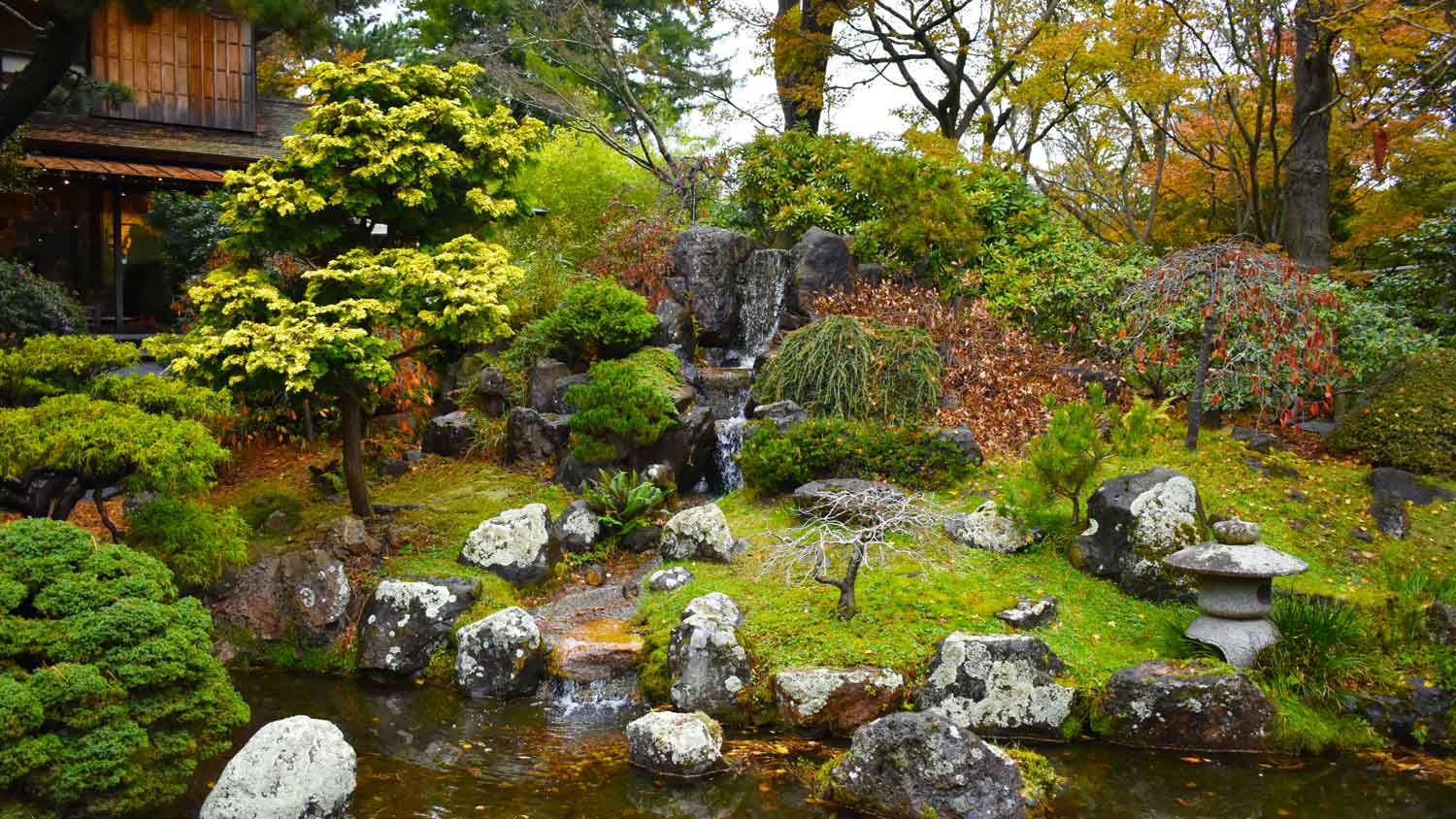 A lush rain garden