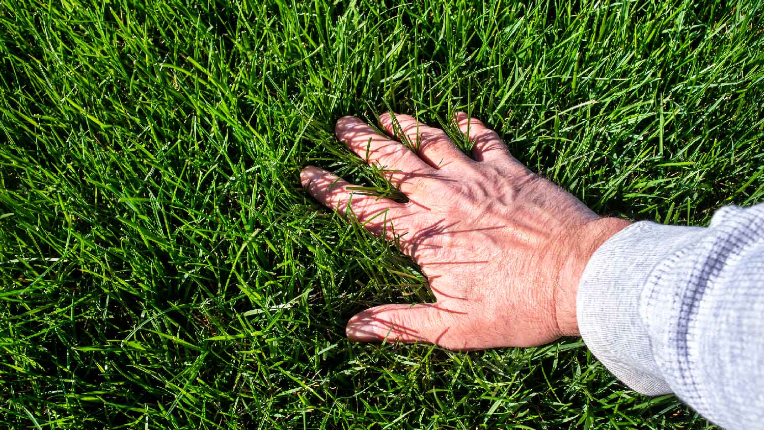 A male hand inspecting lawn