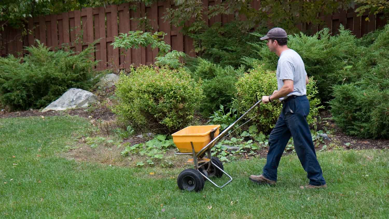 A man applying fertilizer on lawn