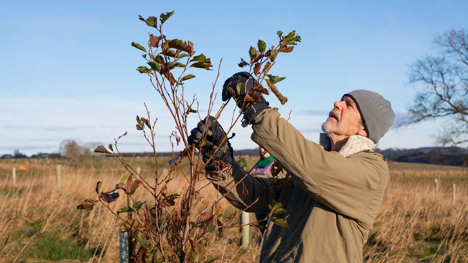 A man caring for a young tree during the winter