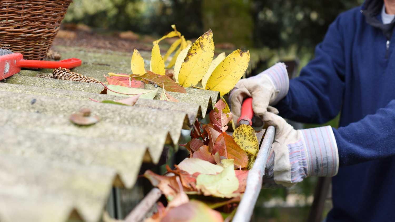 A man cleaning the gutter from autumn leaves