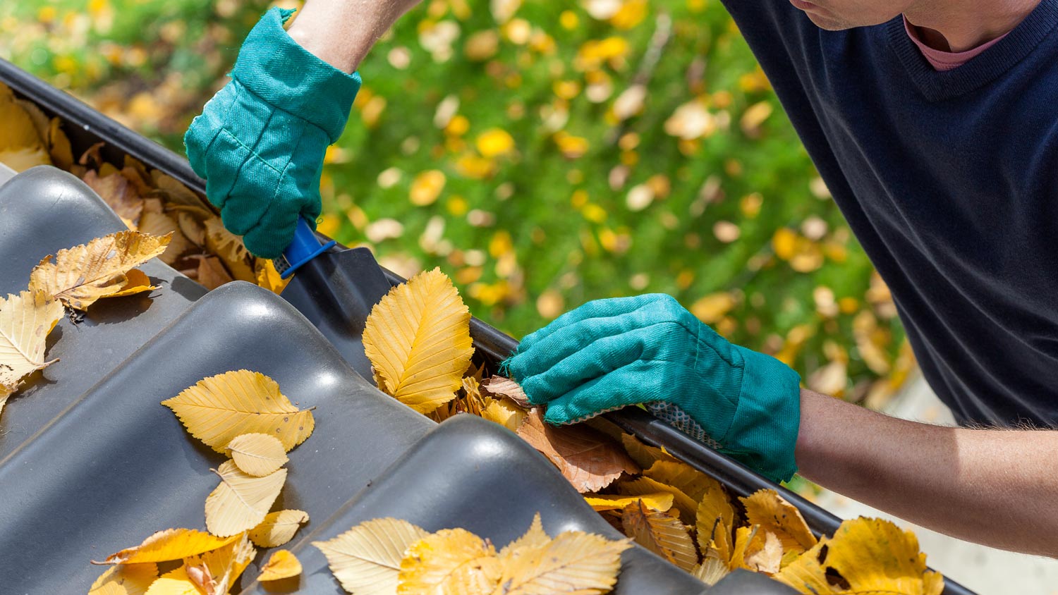 A man wearing protective gloves cleaning the gutter from autumn leaves