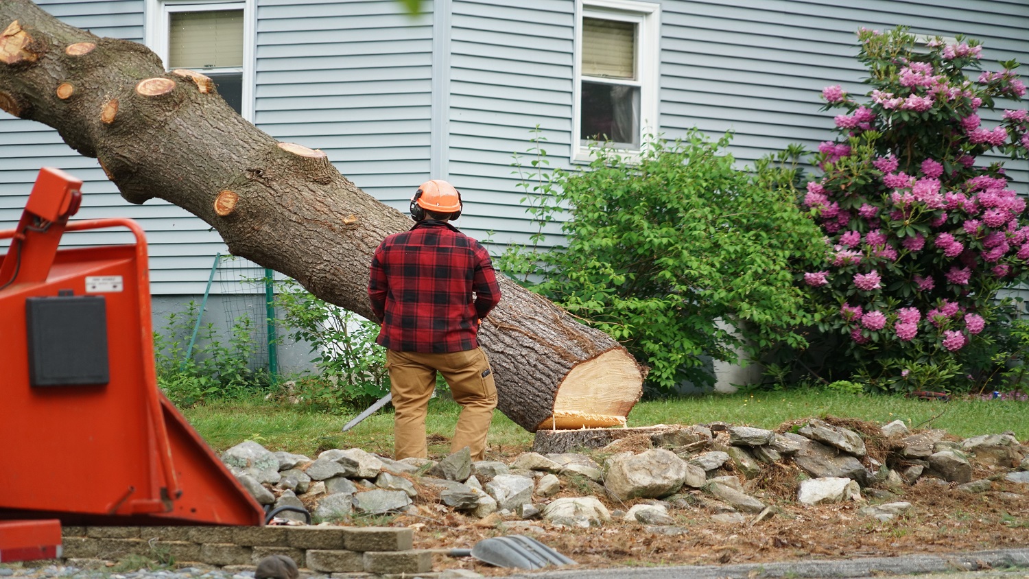 A worker removing tree in residential area