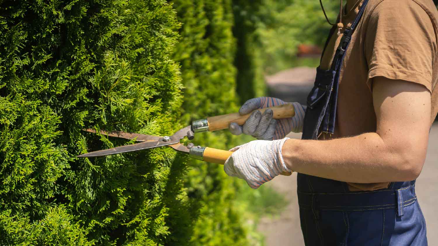 A man cutting a juniper bush