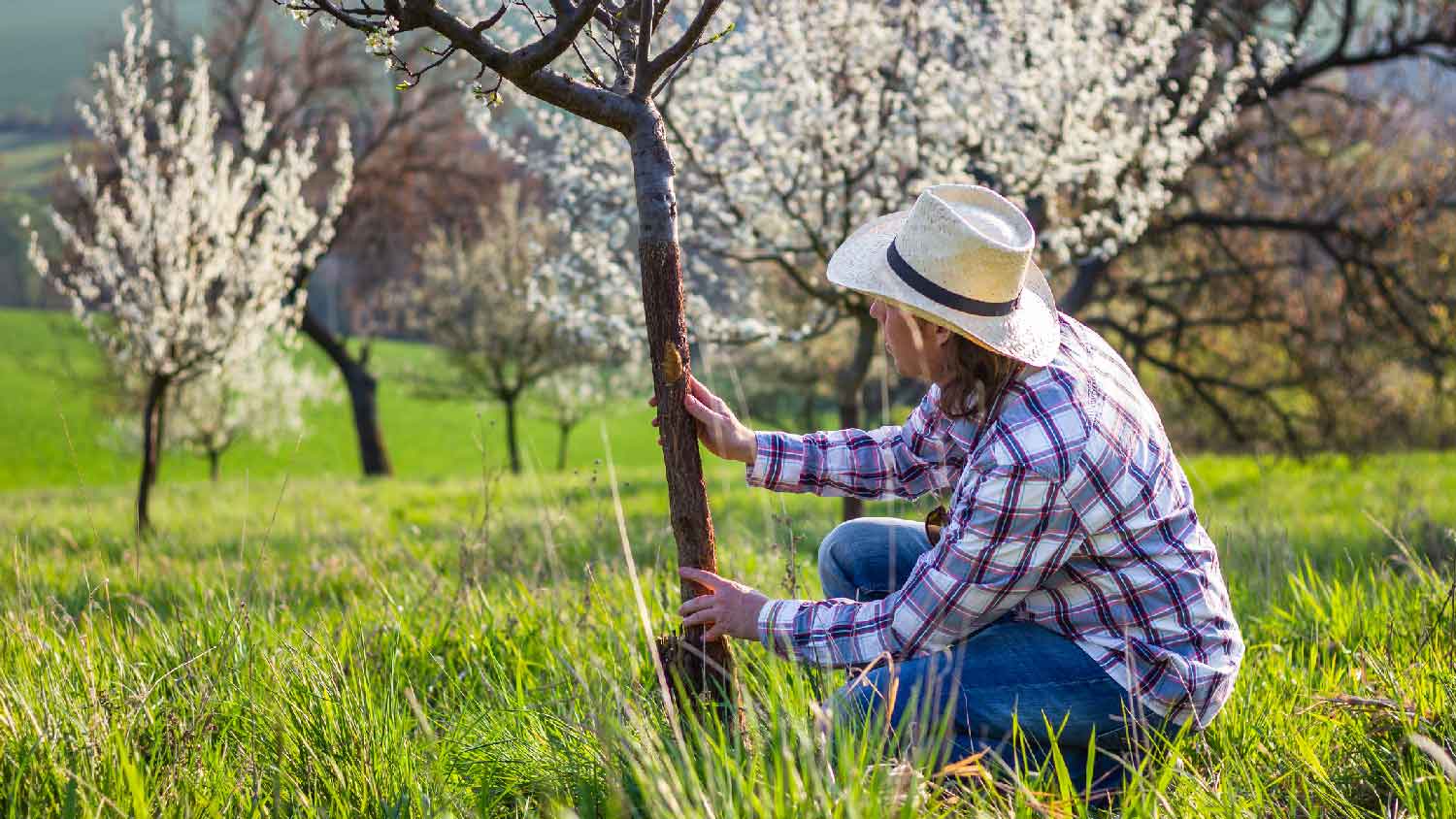A man examining a tree trunk