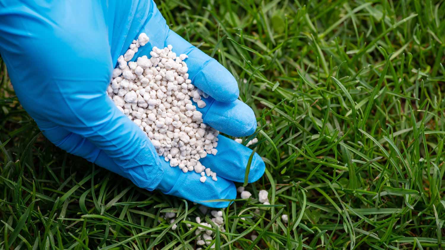 A man fertilizing grass