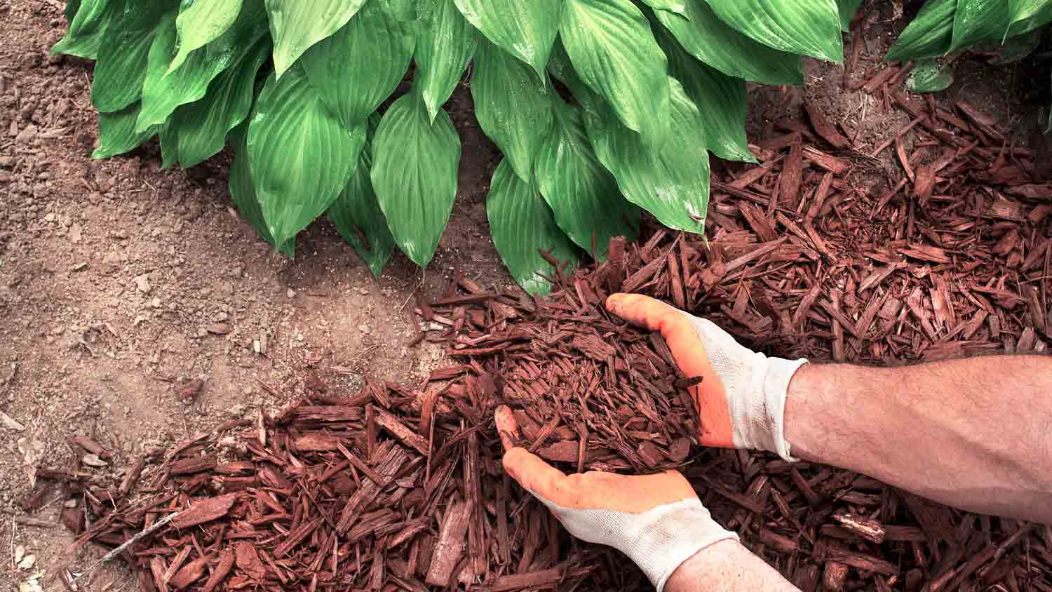 close up of man gardening near entrance