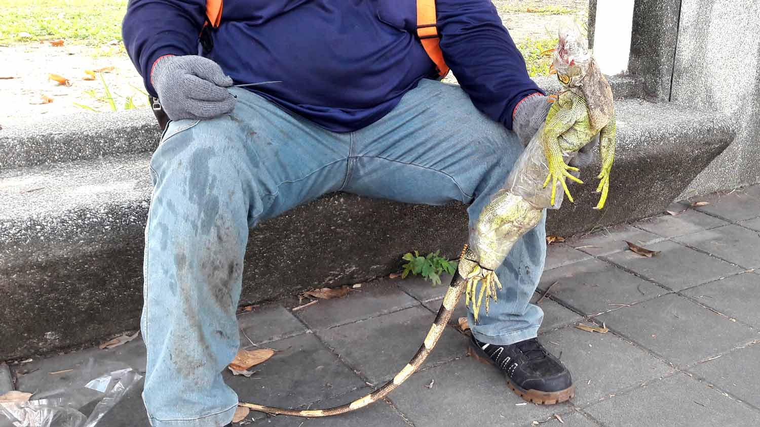 man holding a captured iguana