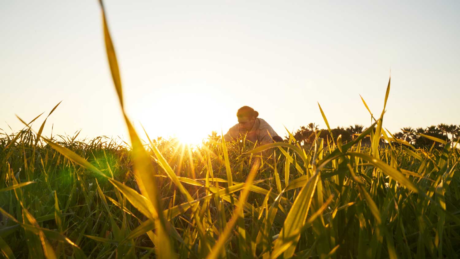 A man inspecting the lawn