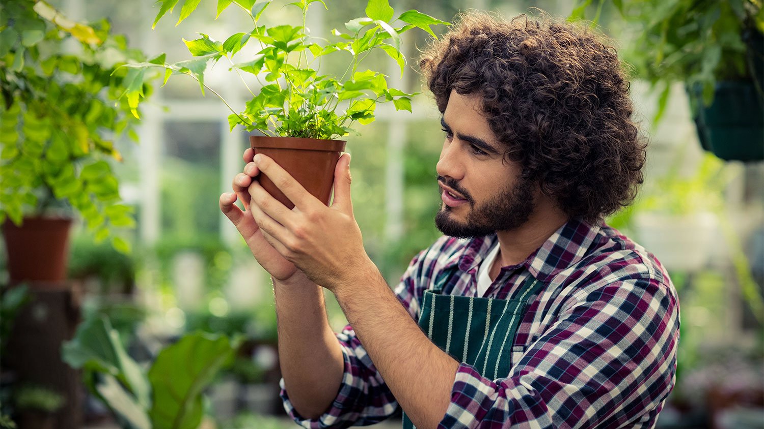 A man inspects a potted plant