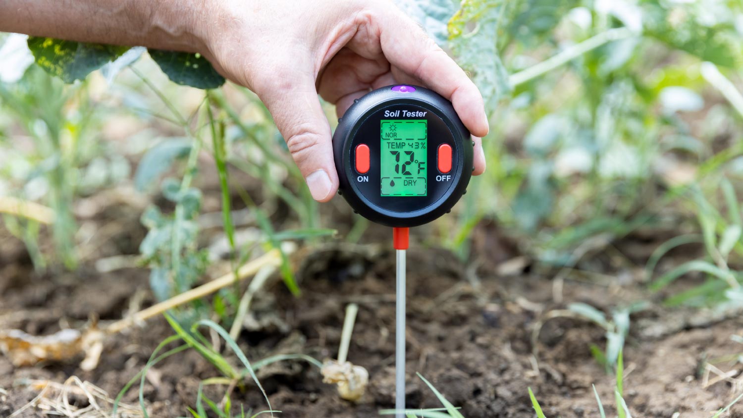 A man measuring temperature of the soil