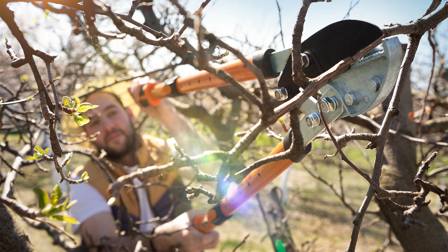 Man in tree pruning with orange shears