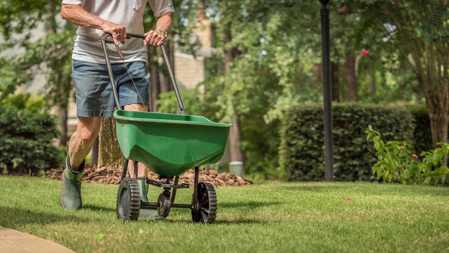 A man overseeding the lawn using a reseeder