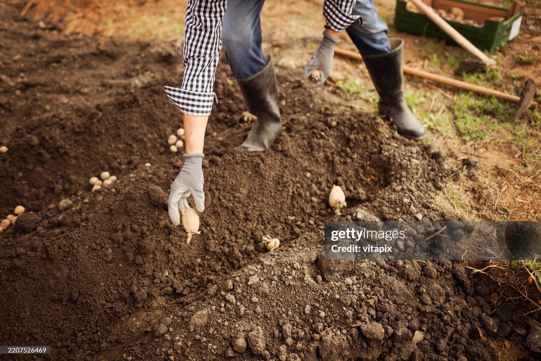 A man planting potatoes in a vegetable garden