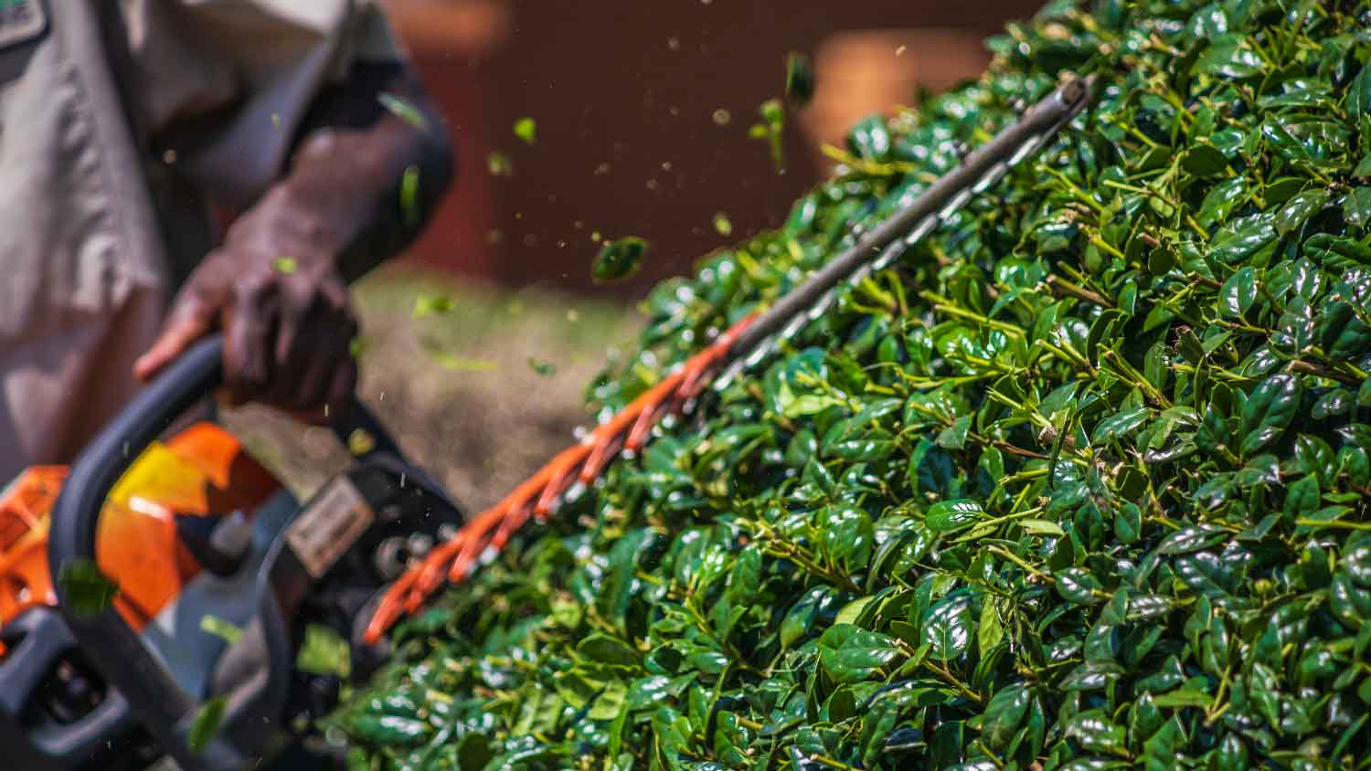 A man pruning a holly bush with a hedge trimmer