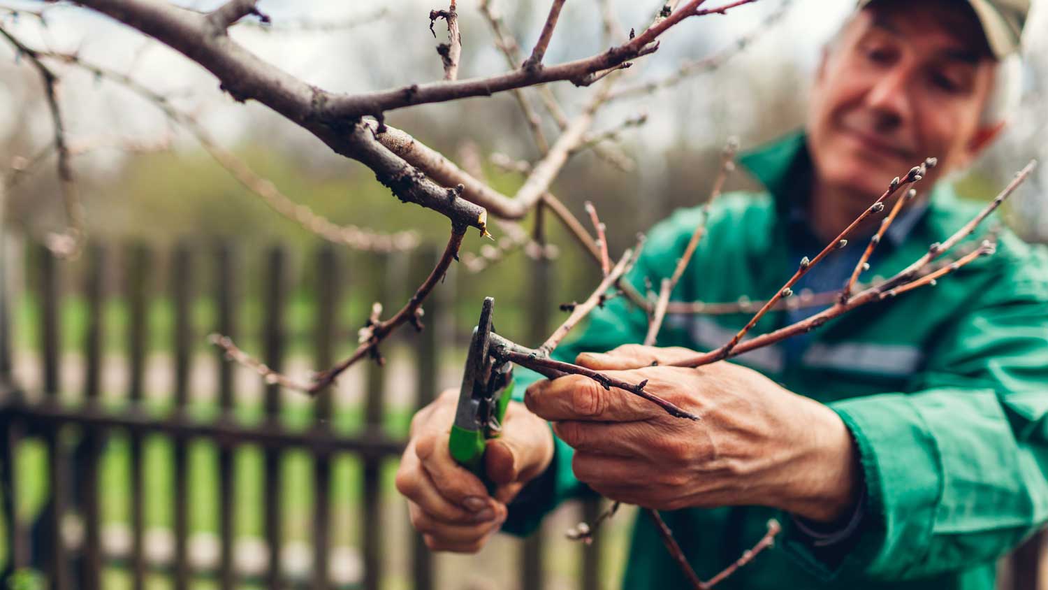 A man pruning a maple tree with clippers