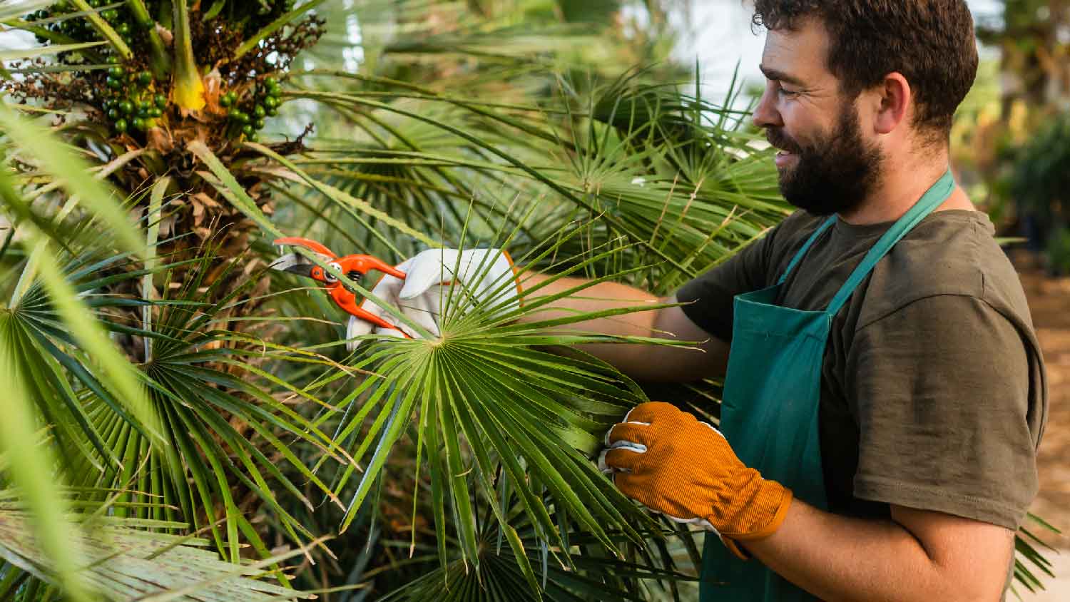 A man pruning a palm tree