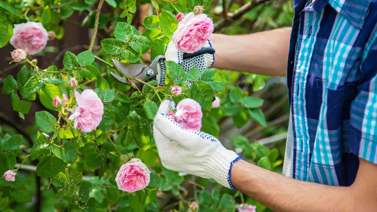 A man pruning a rose bush