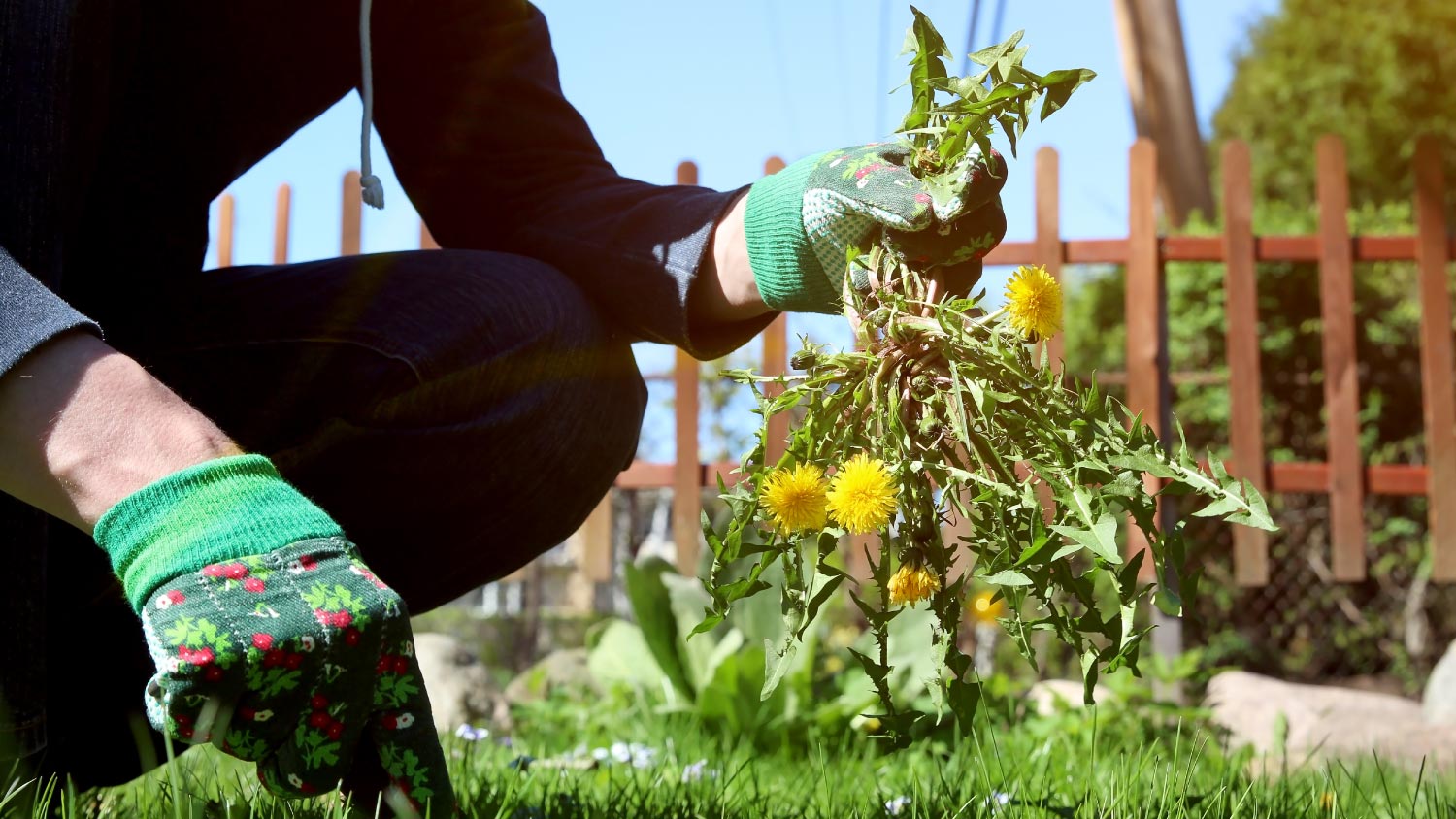 A man pulling dandelion