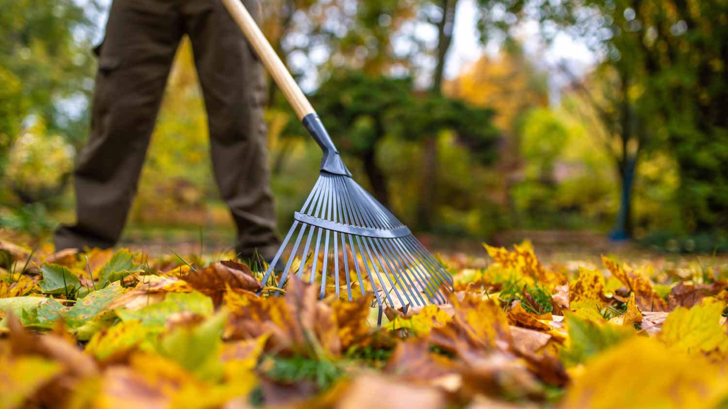 A man with a rake picking up leaves