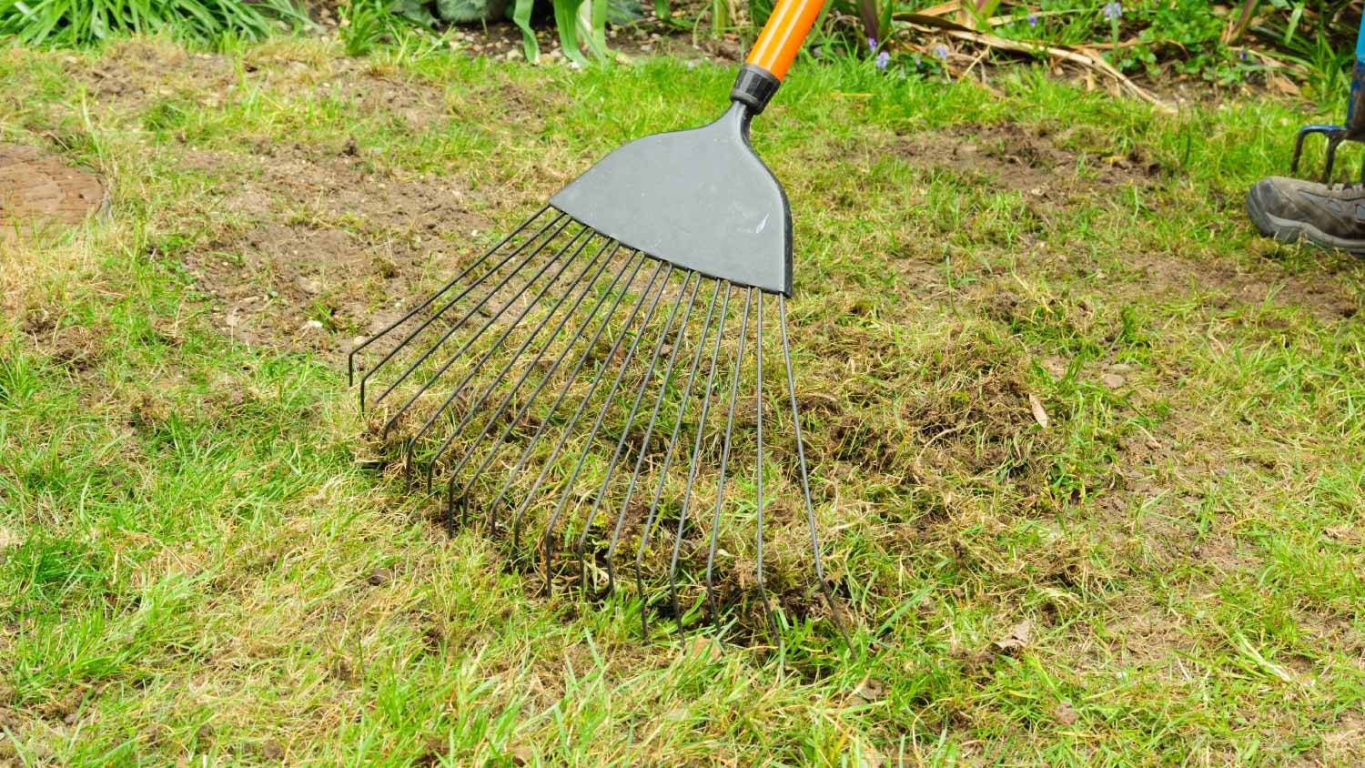 A man raking a lawn with a grass rake