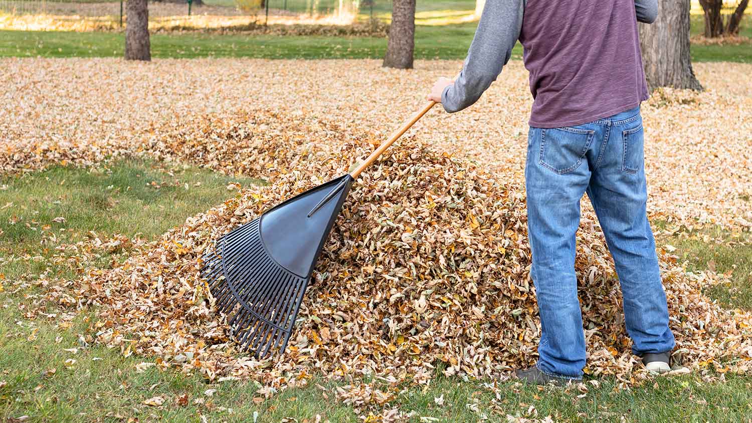 Man using rake to pile up leaves in the yard