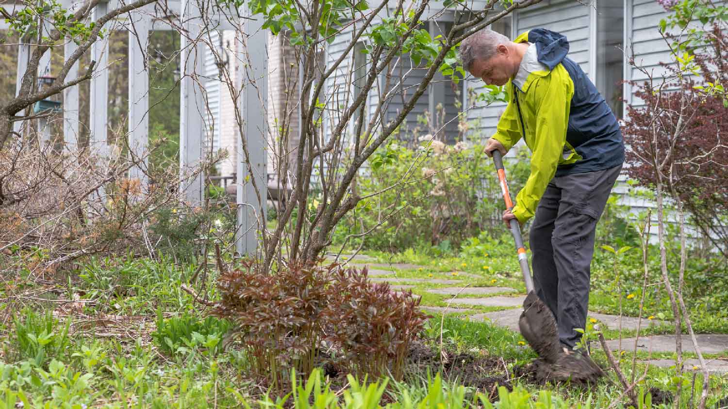 A man removing a lilac bush with a shovel
