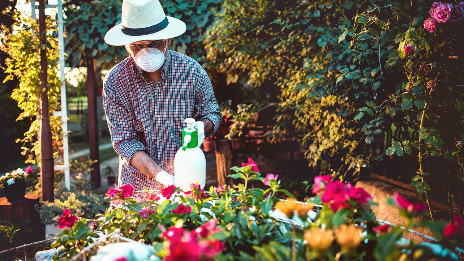 Man spraying liquid pesticide in the garden