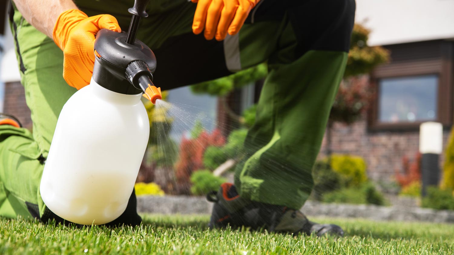  A man spraying the grass with vinegar solution