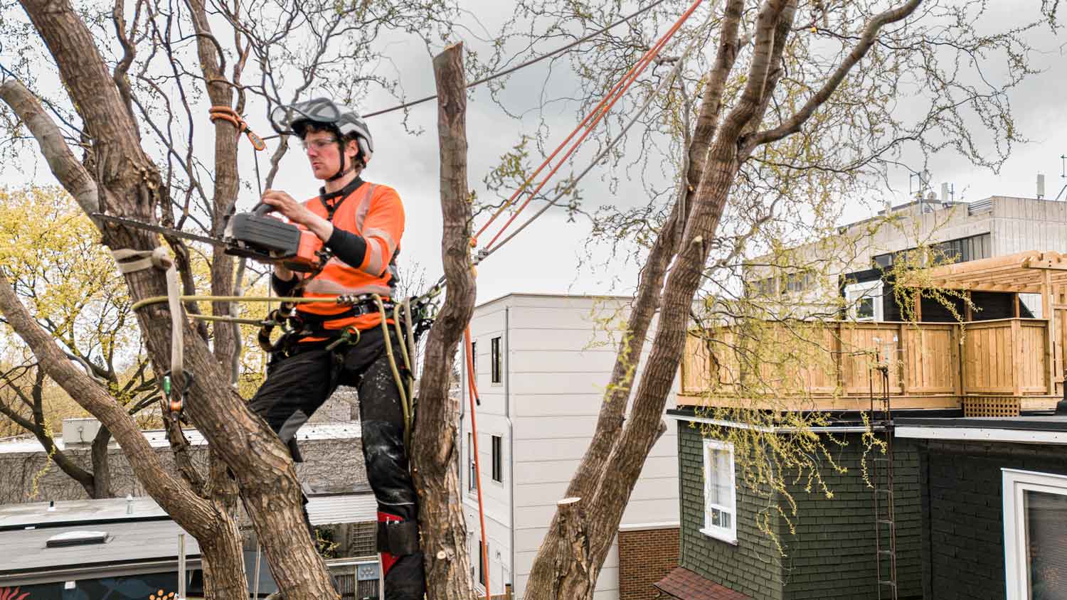 A man trimming a tree with a chainsaw