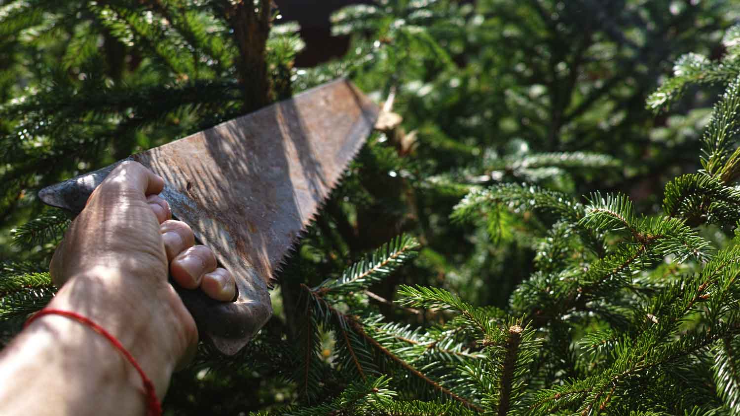 A man trimming a tree with a saw