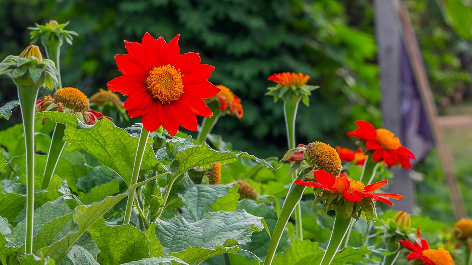 Mexican Sunflower