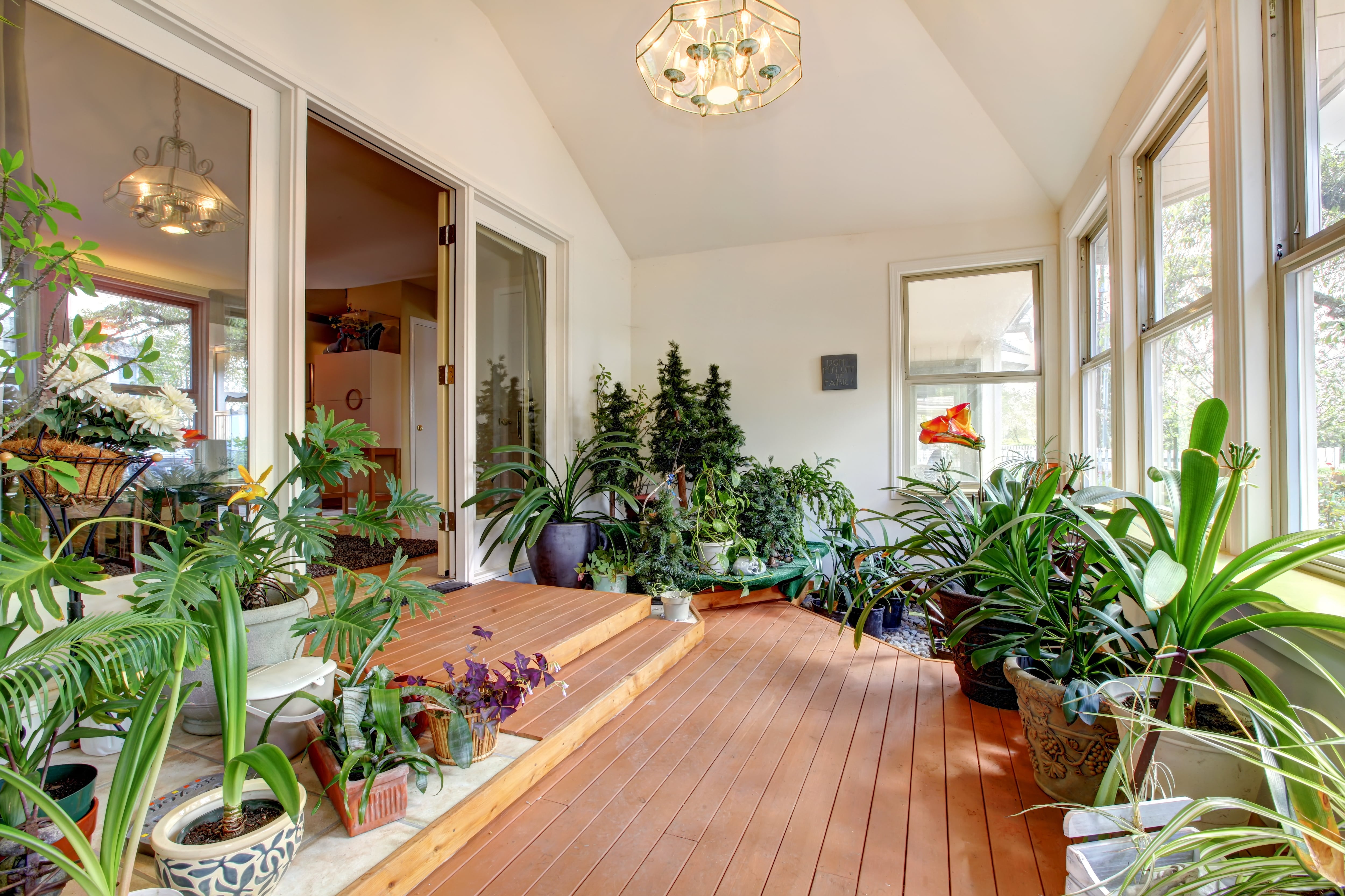 Bright sunroom with wood floors and a variety of green houseplants