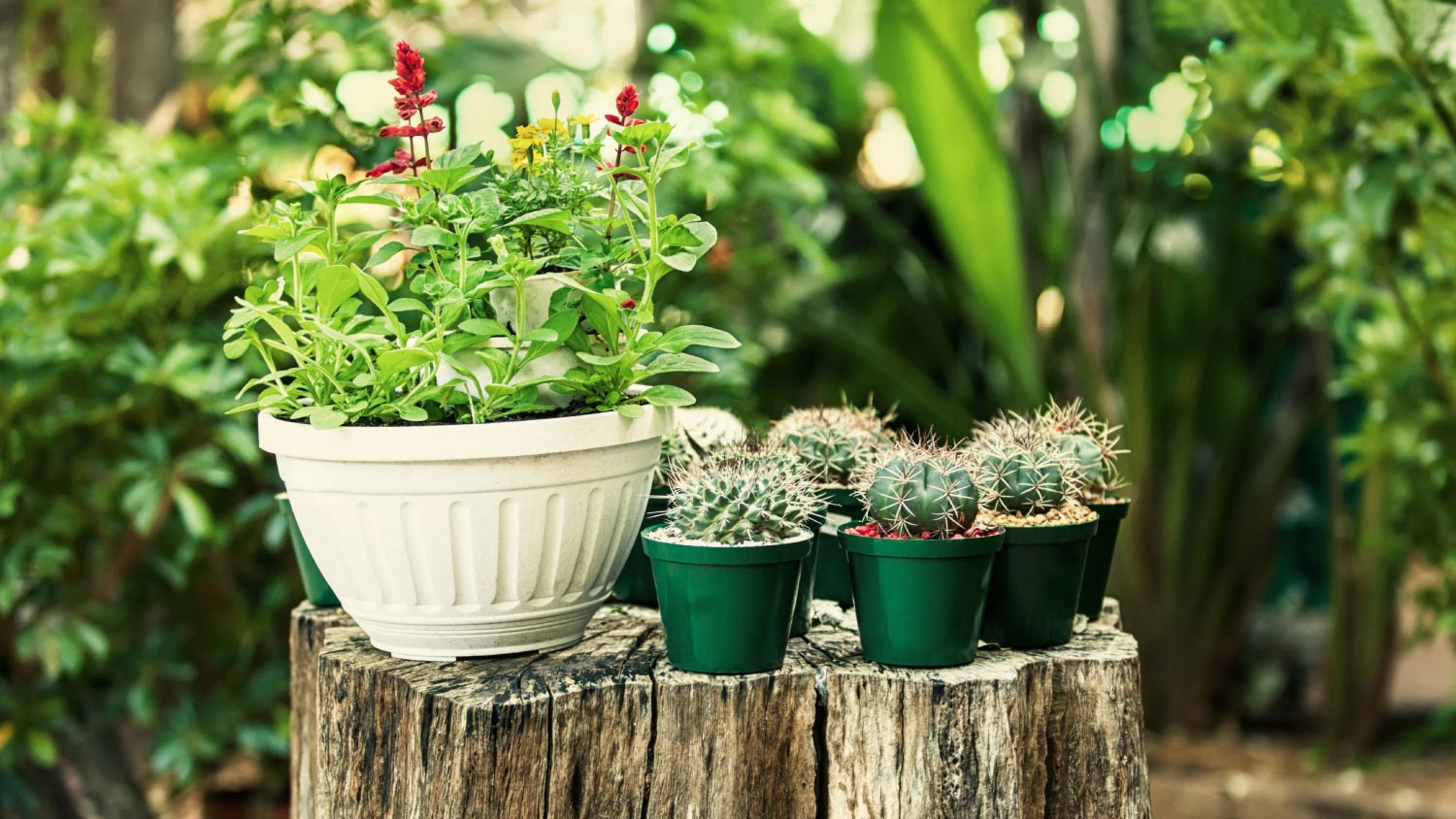 mini cactus in pots