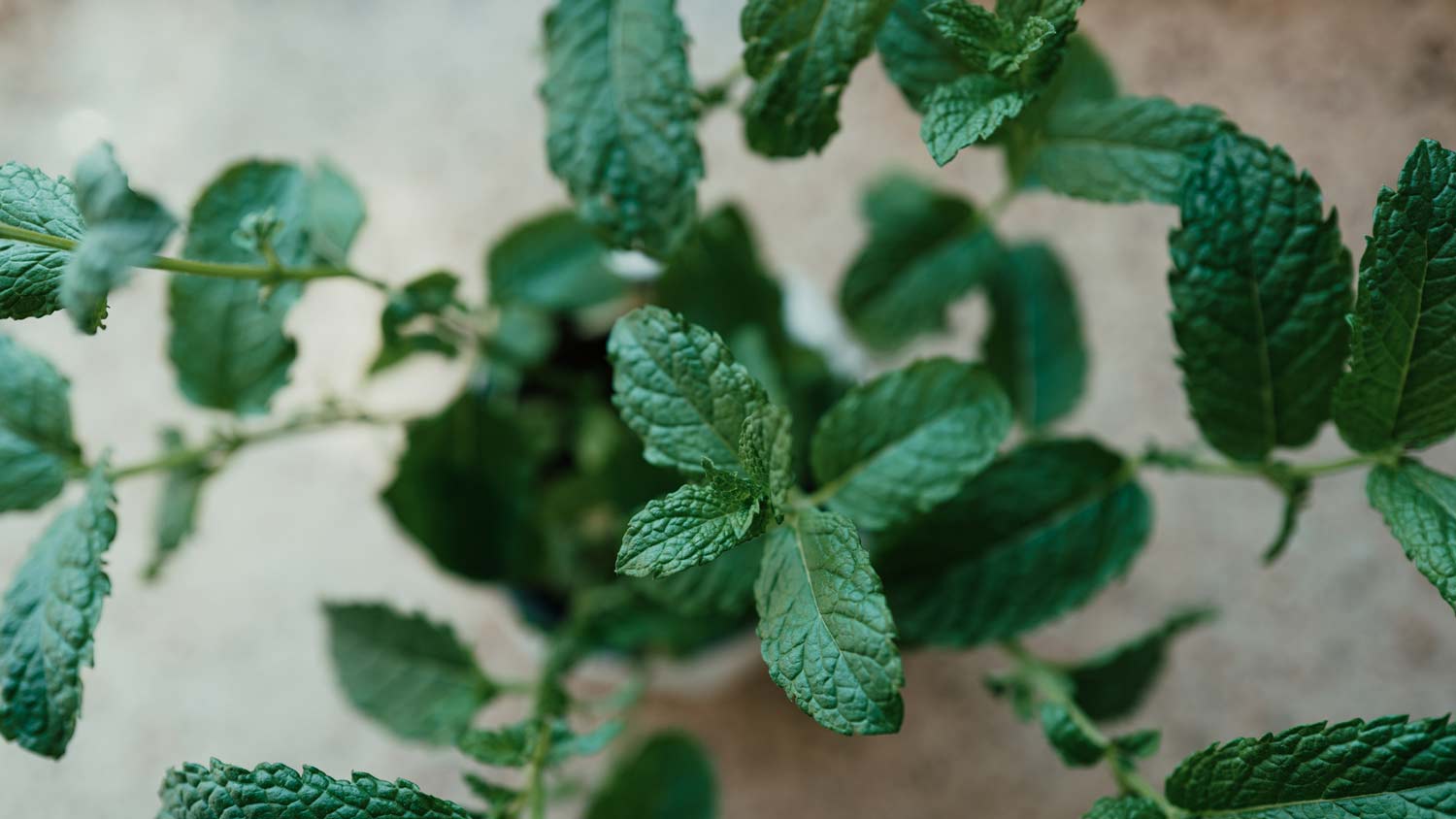 close up of mint plant in home