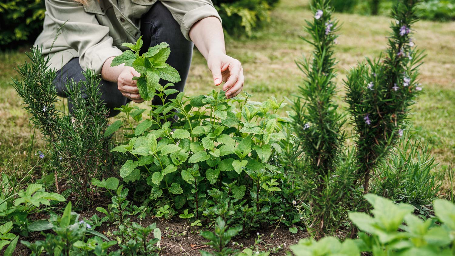 Woman picking leaves from organic herb garden