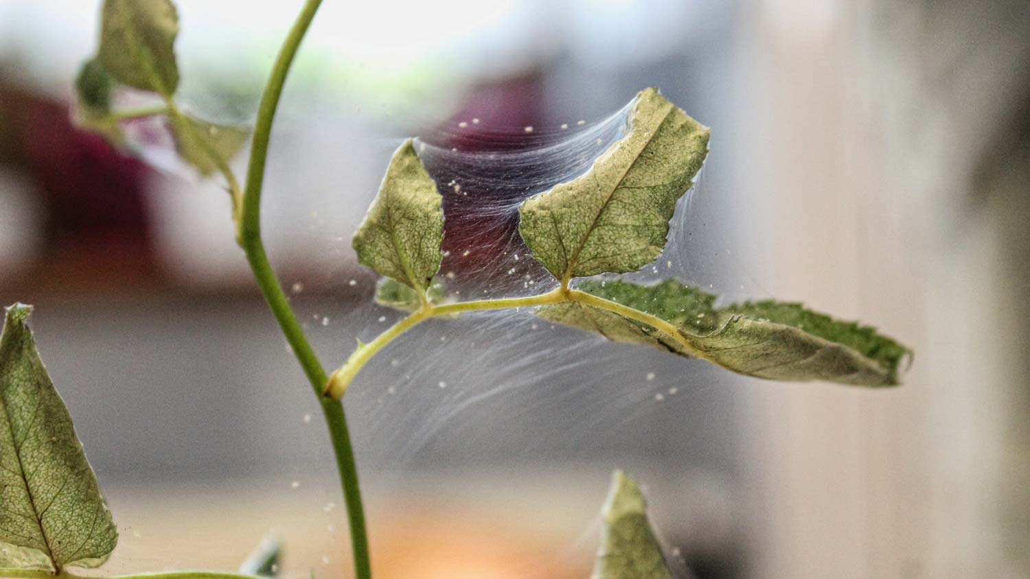 Mite colony on plant