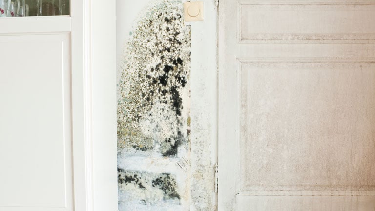 mold on kitchen wall