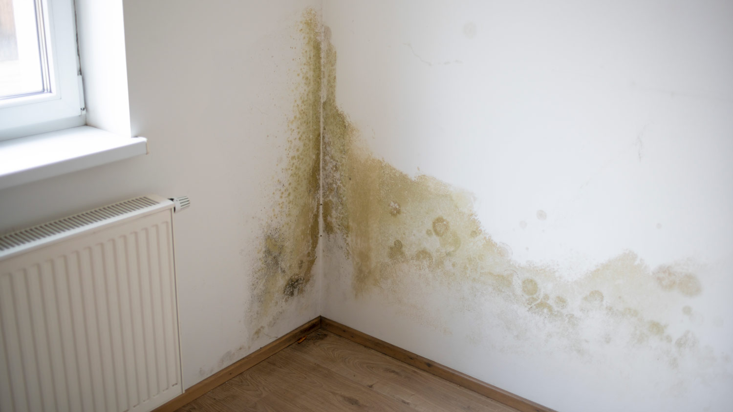 mold on apartment wall