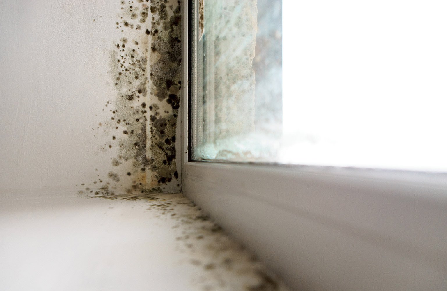 mold on window 