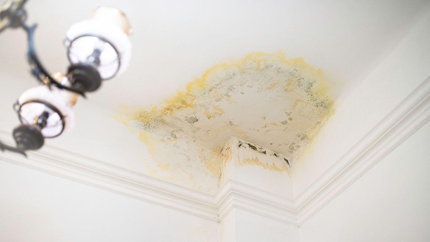 Mold residue on the ceiling