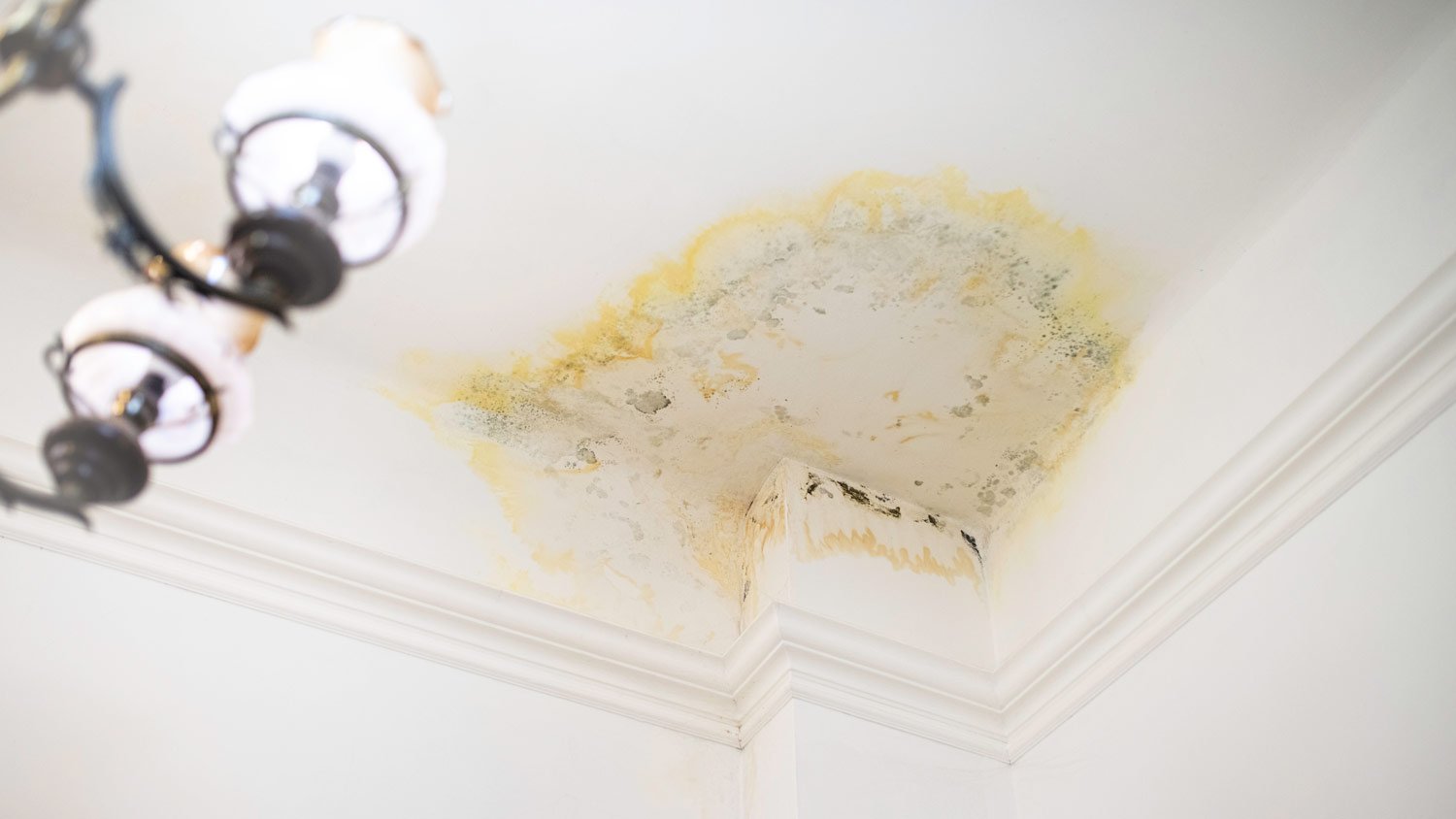 mold stain on ceiling