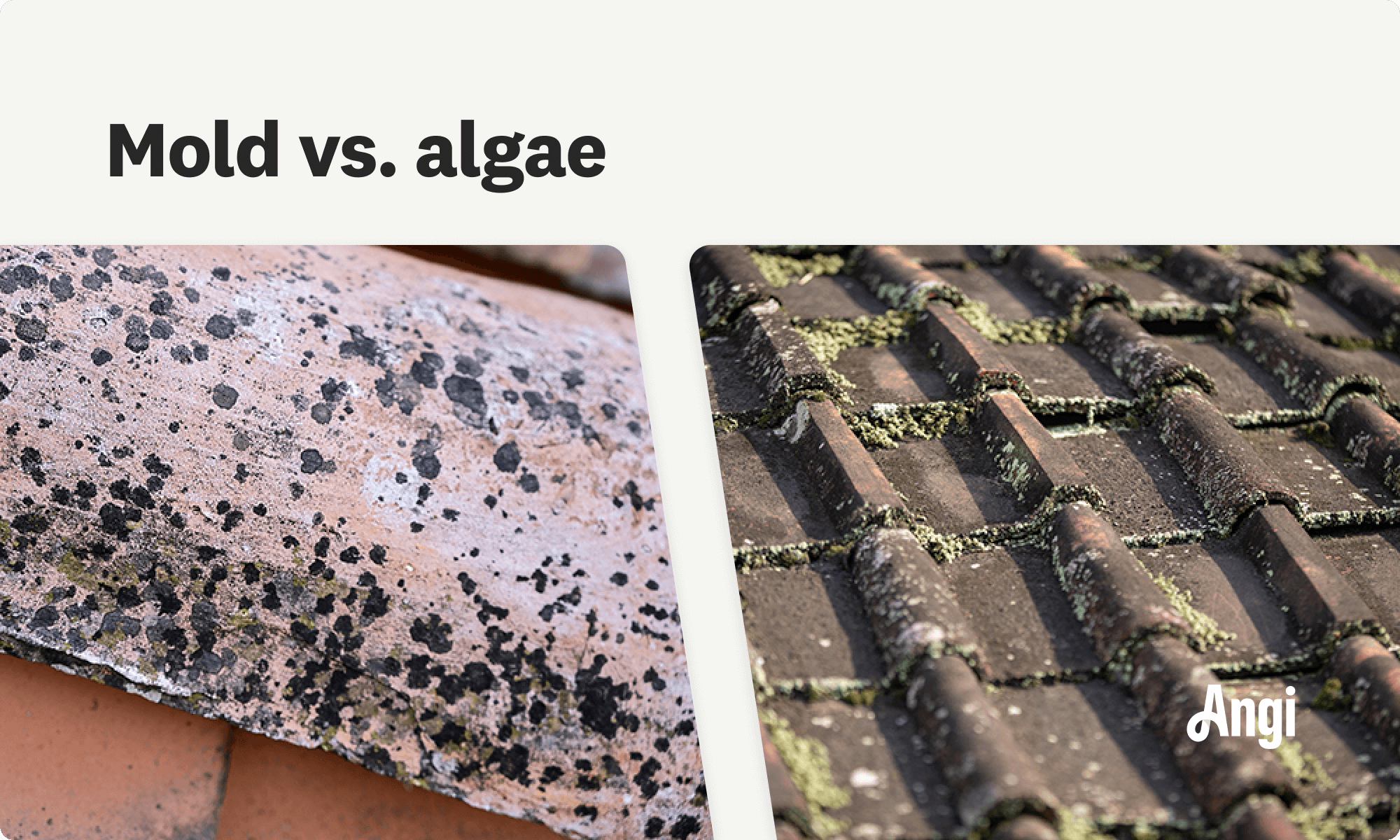 Mold versus algae compared visually