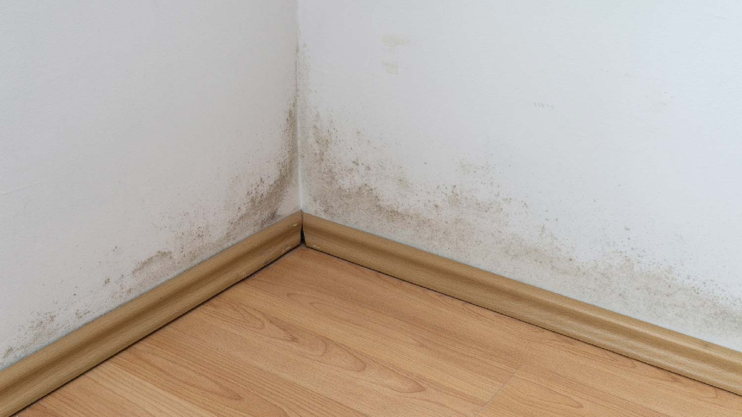 Mold on the walls of a house