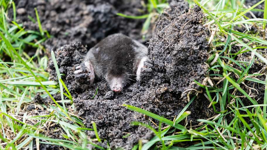 A mole coming out of the earth
