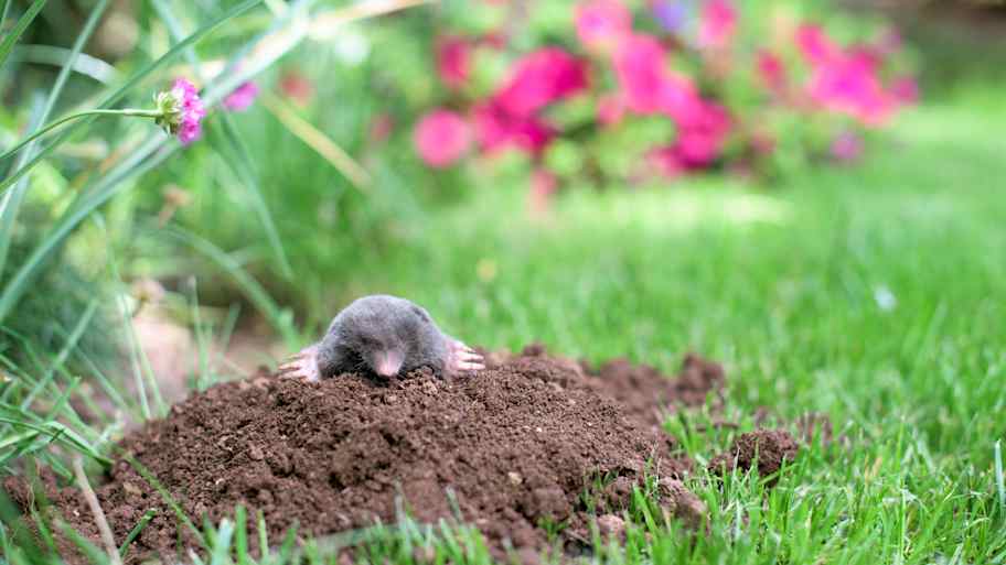 A mole in the garden