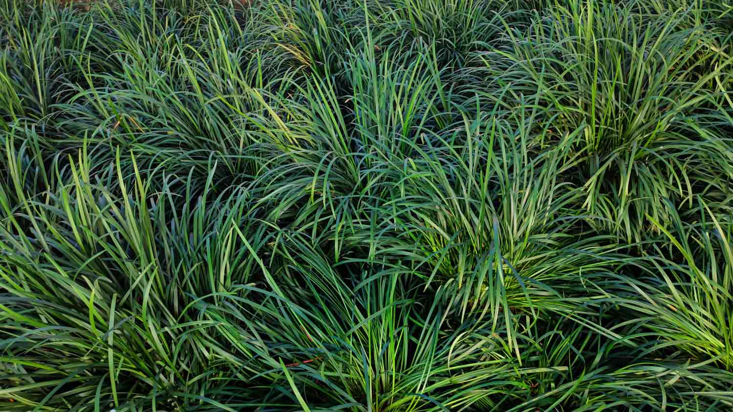 close up of mondo grass